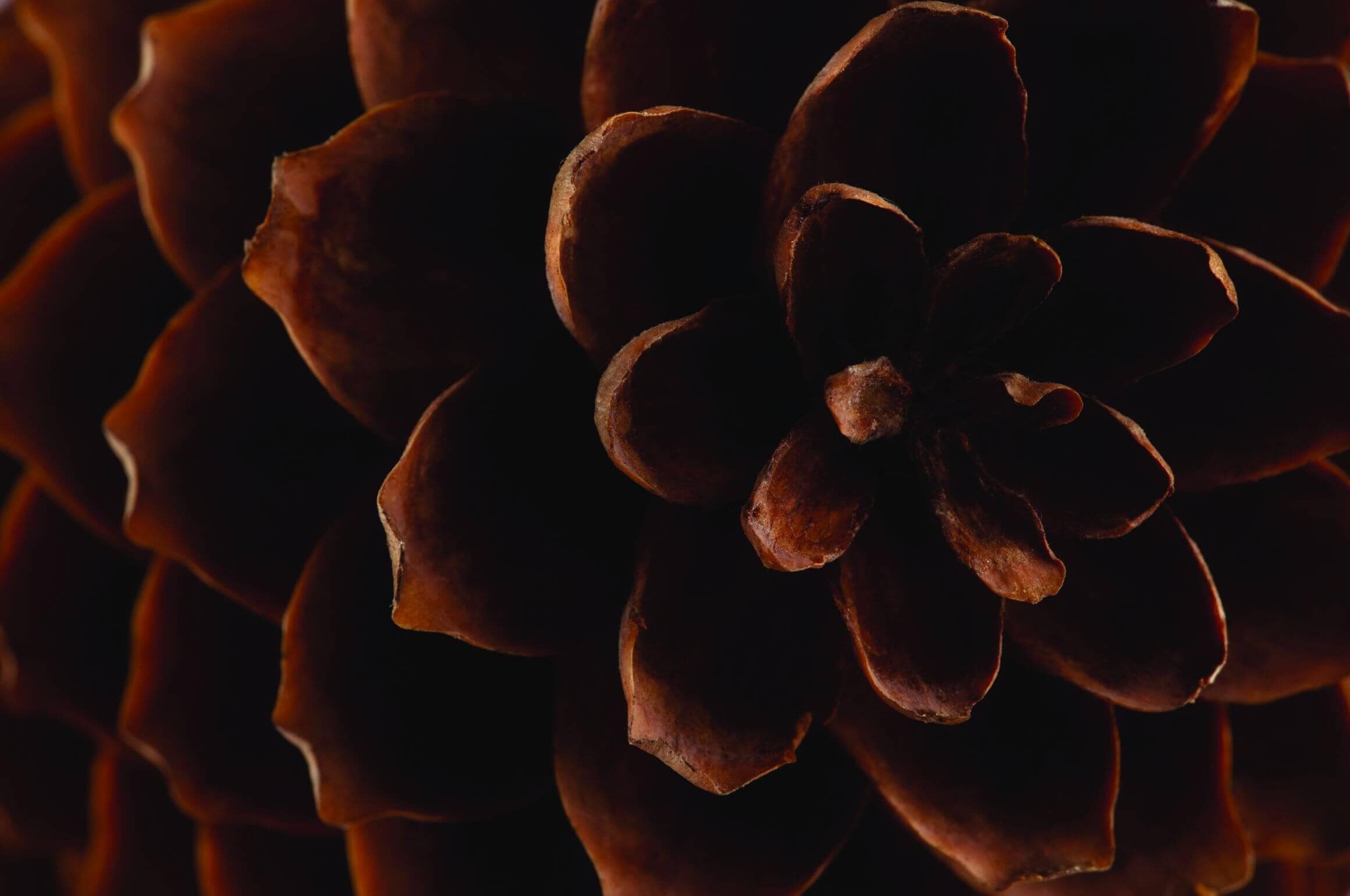 Close-up of a pinecone with warm earthy tones reflecting the Scandinavian-inspired and nature-focused design aesthetic of Rocklin Burke Mountain townhomes by StreetSide in Coquitlam’s Burke Mountain neighbourhood.